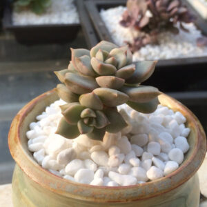 Sỏi trắng quay 2-4cm Decor sỏi trang trí chậu cây để bàn