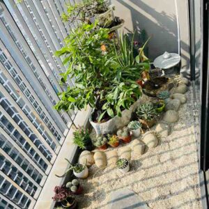 Mẫu trang trí sân vườn đẹp-rải sỏi sân vườn